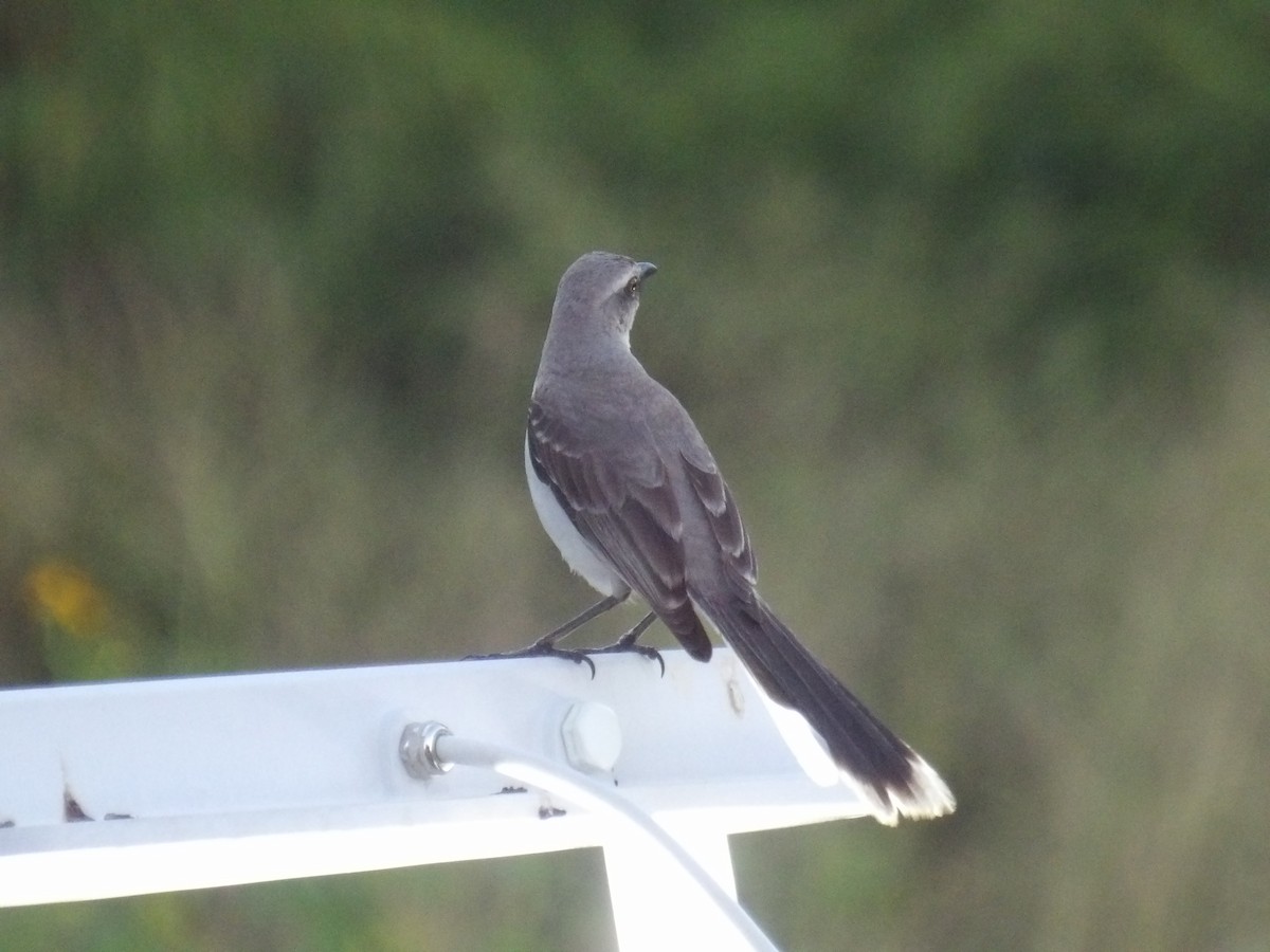 Tropical Mockingbird (Southern) - ML646586741