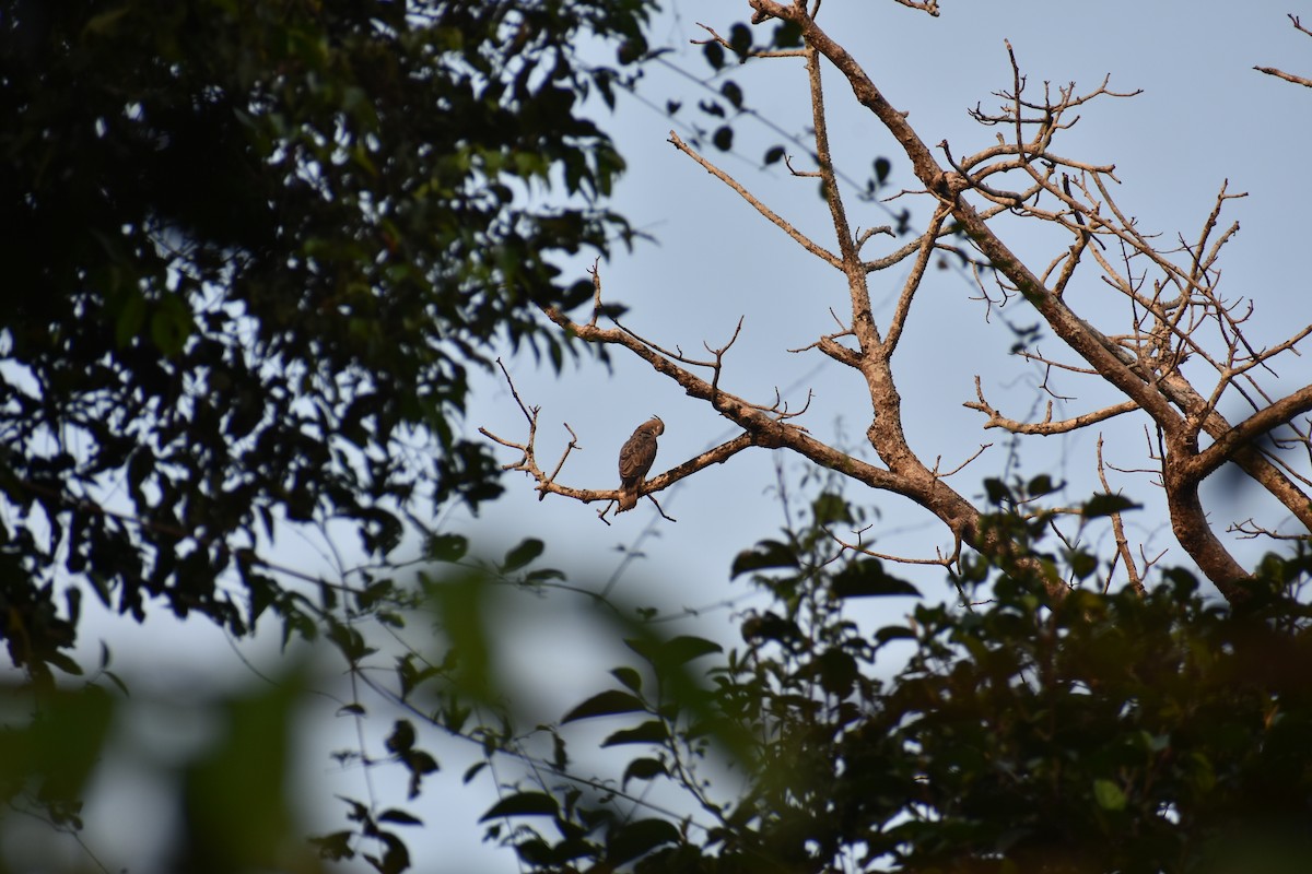 Changeable Hawk-Eagle (Crested) - ML646586747