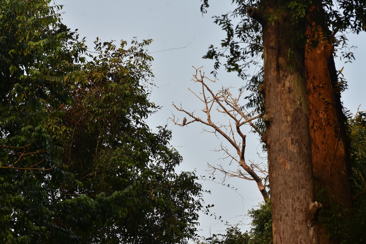 Changeable Hawk-Eagle (Crested) - ML646586748