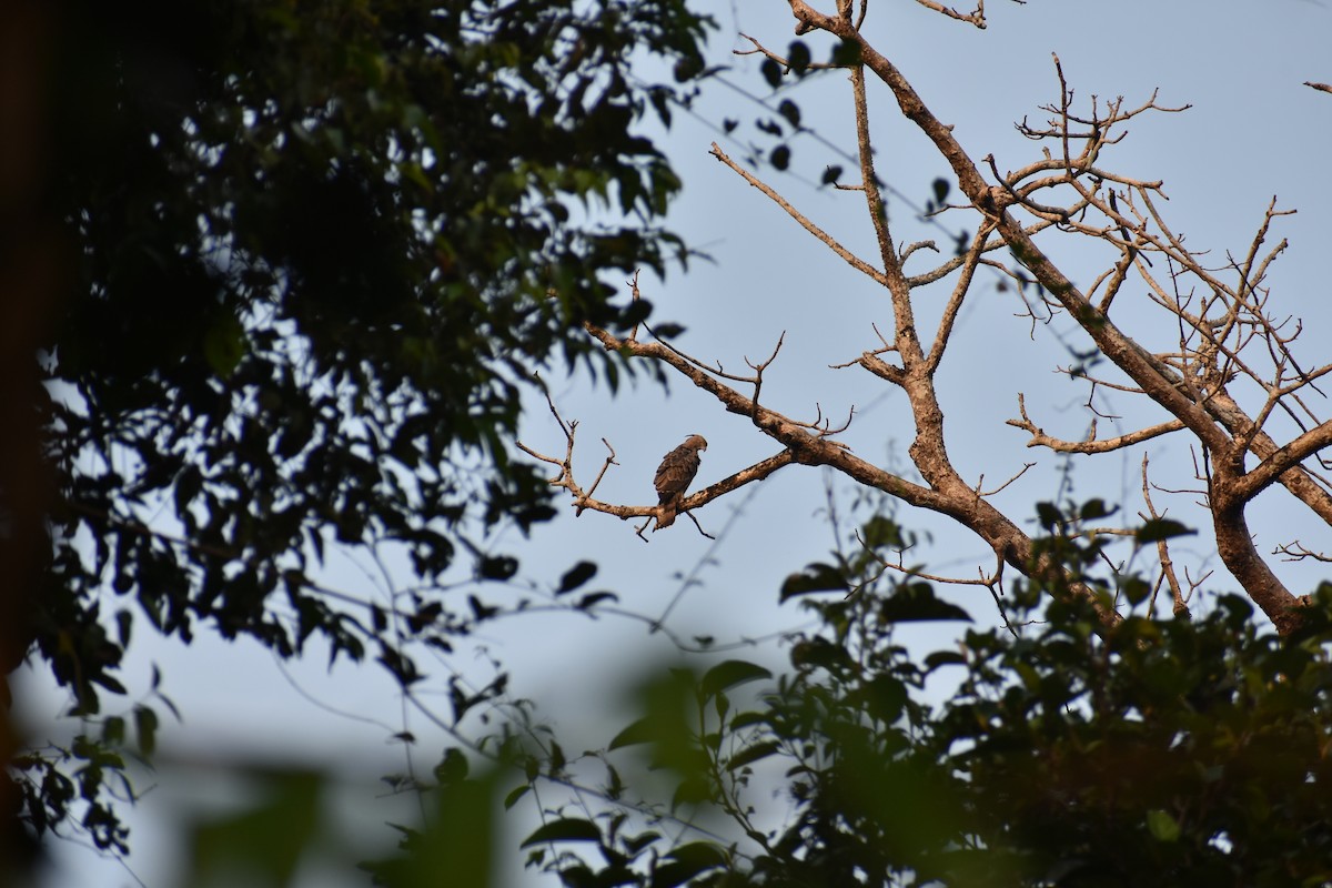 Changeable Hawk-Eagle (Crested) - ML646586753