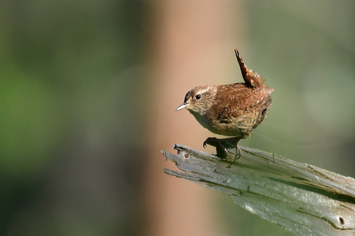 Eurasian Wren - ML646586755