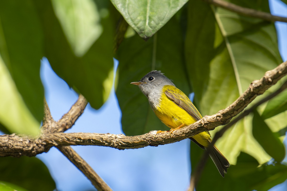 Сероголовая комароловка - ML646586757