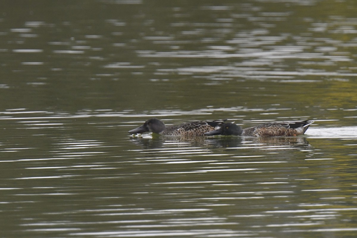 Northern Shoveler - ML646586758