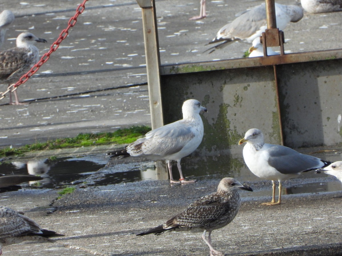 European Herring Gull - ML646586759