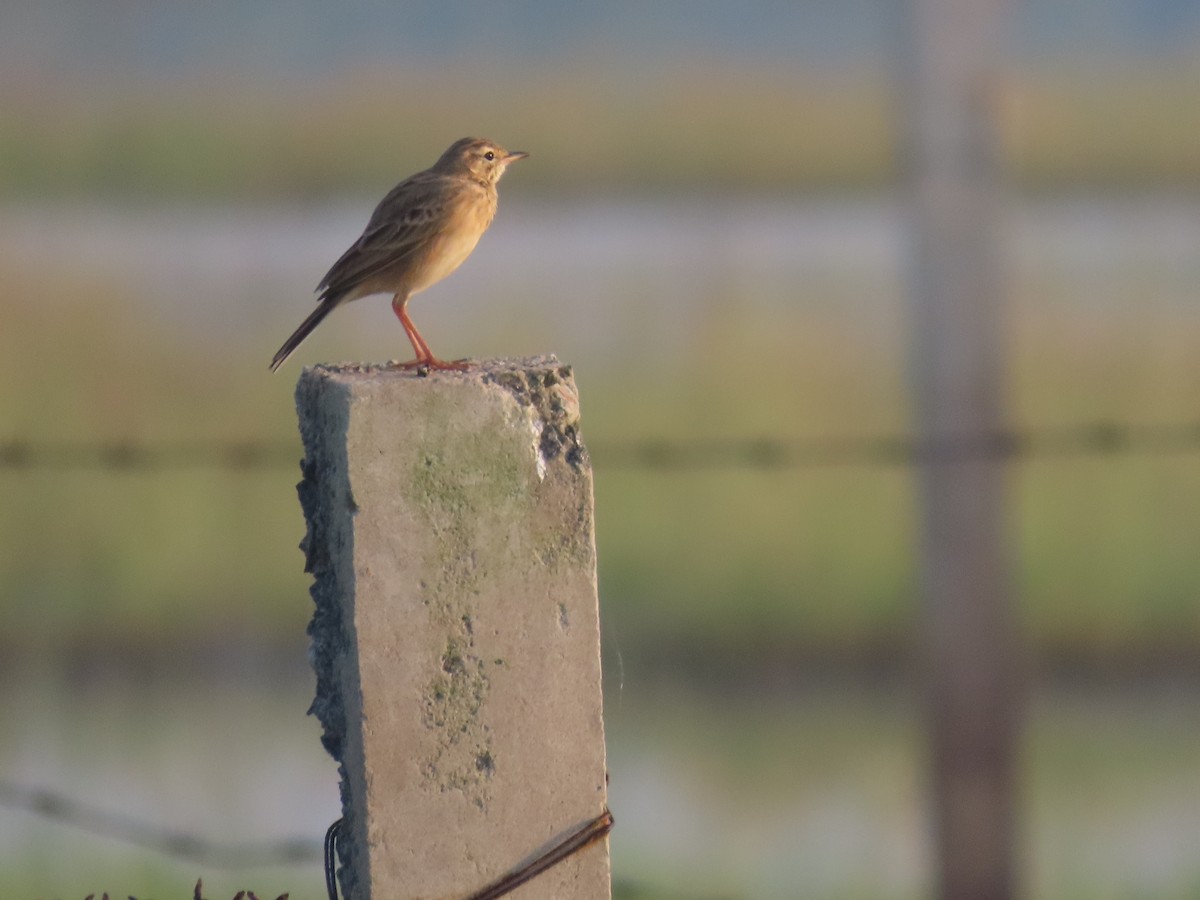 Bisbita Oriental - ML646586760