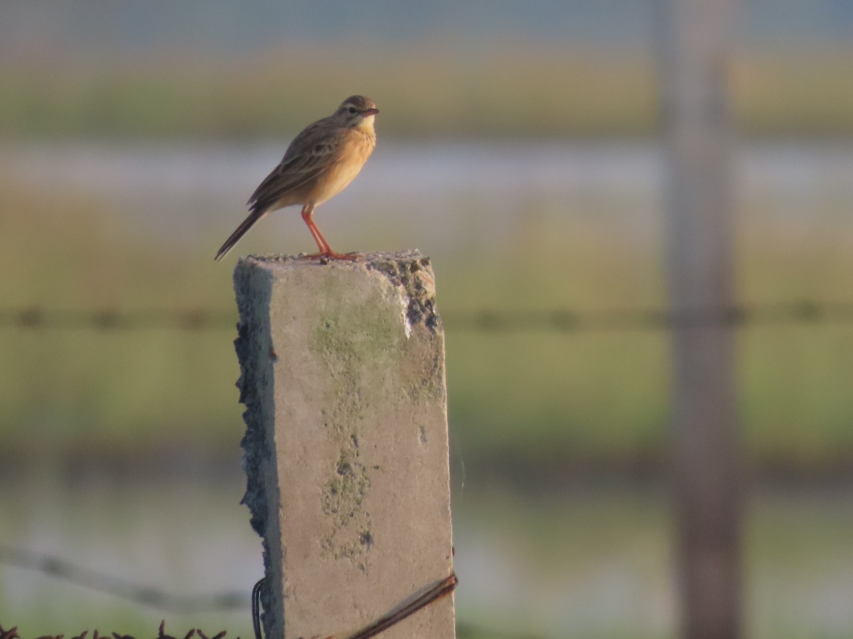 Bisbita Oriental - ML646586761