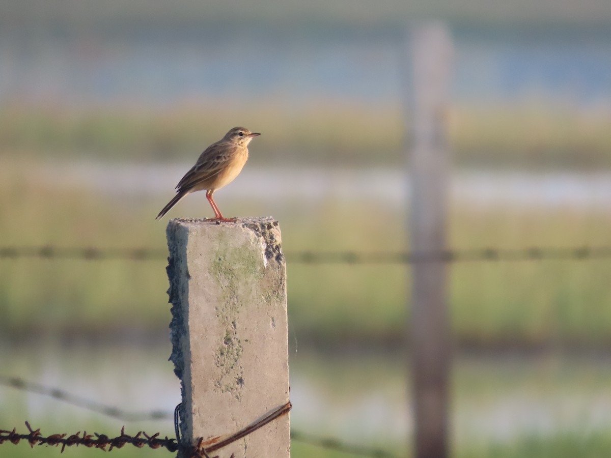 Bisbita Oriental - ML646586762