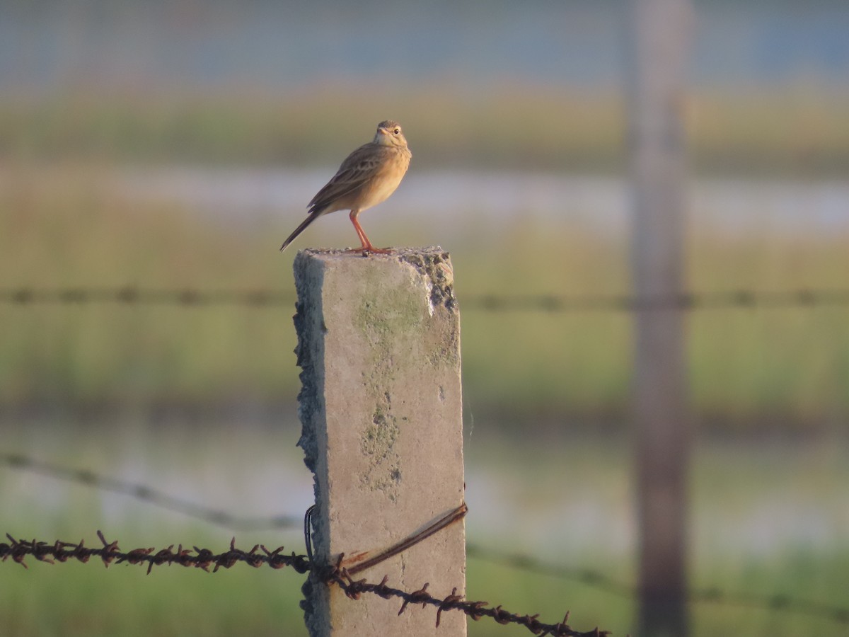 Bisbita Oriental - ML646586763