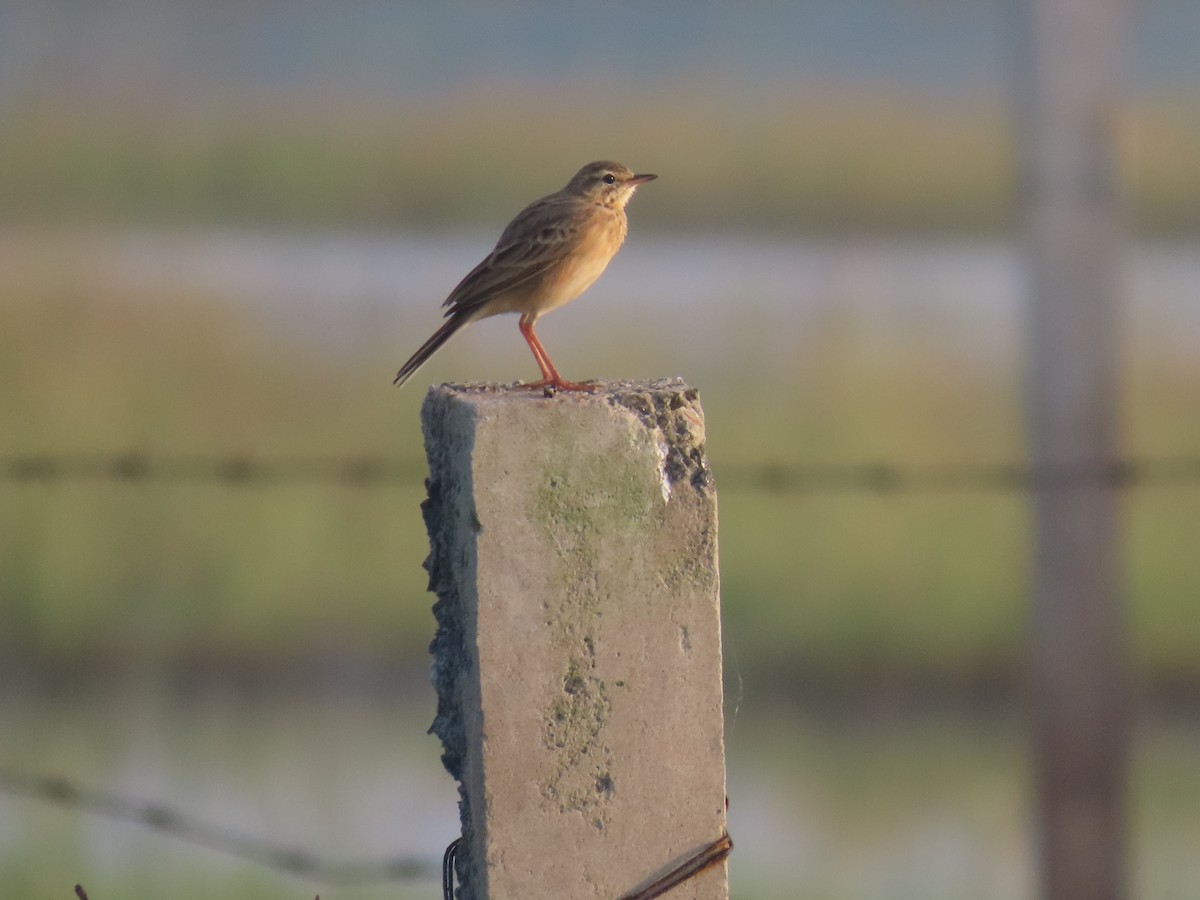 Bisbita Oriental - ML646586764