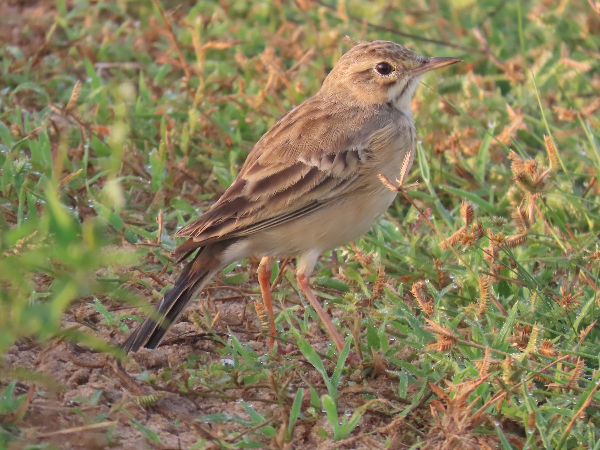 Bisbita Oriental - ML646586765