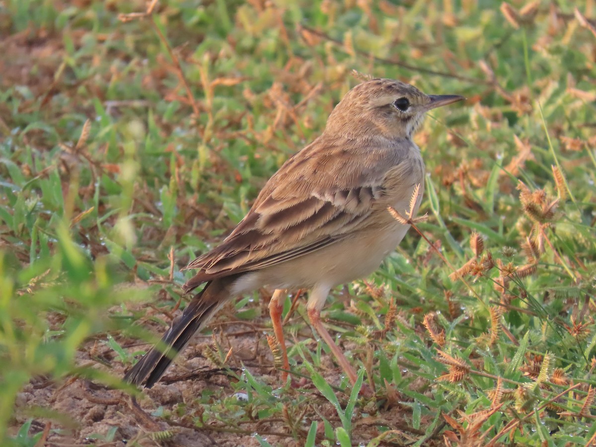 Bisbita Oriental - ML646586766