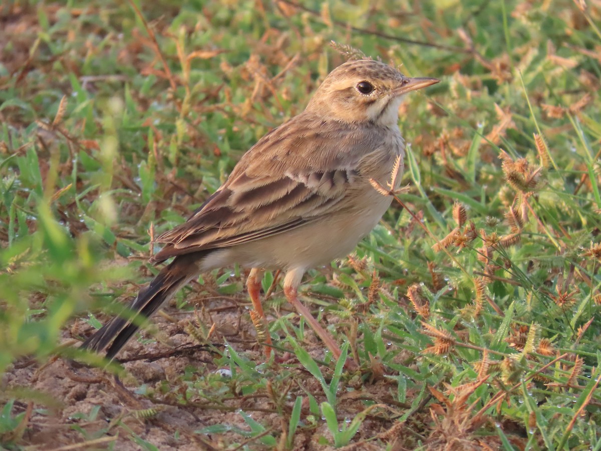 Bisbita Oriental - ML646586767