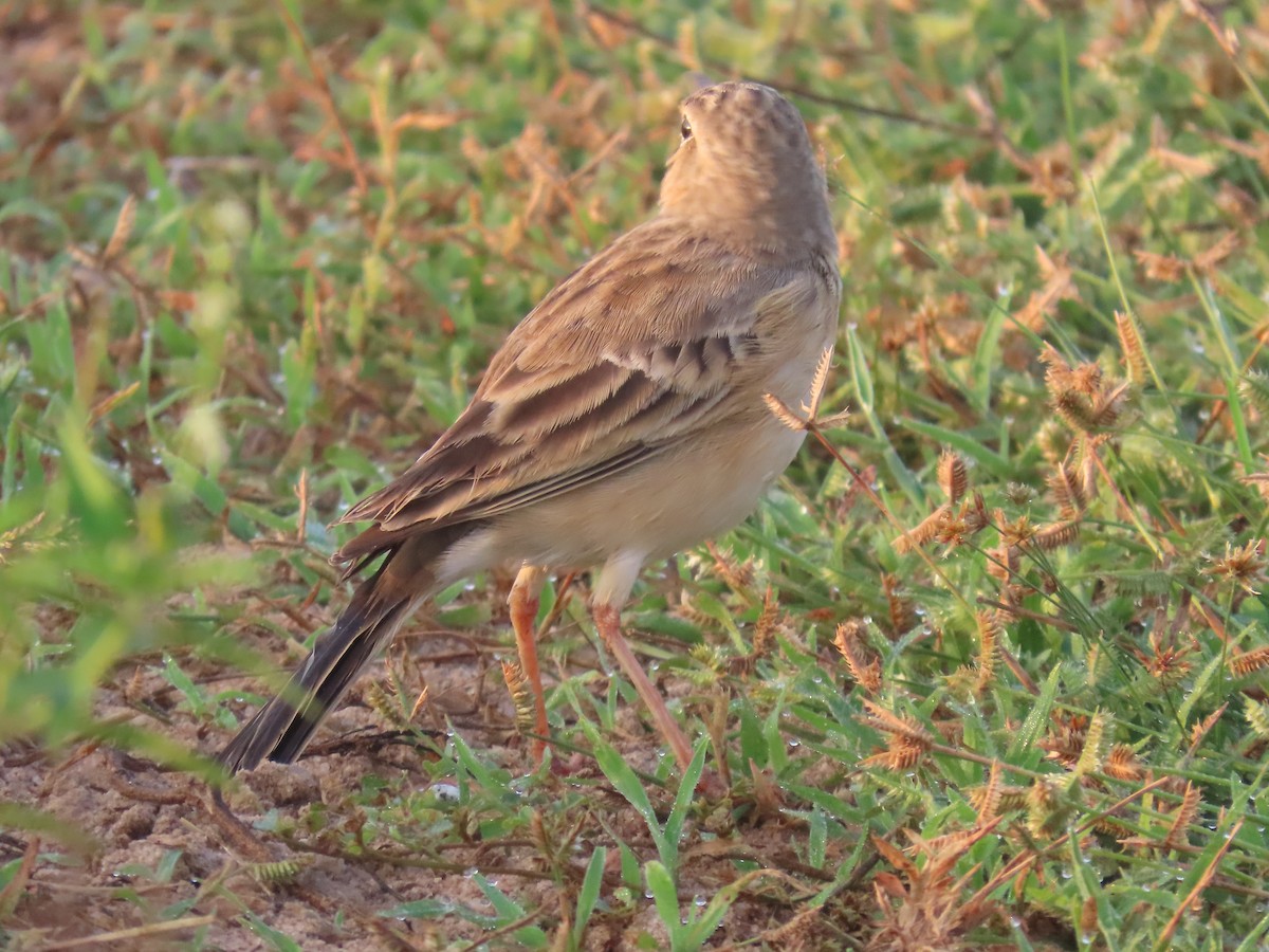 Bisbita Oriental - ML646586768