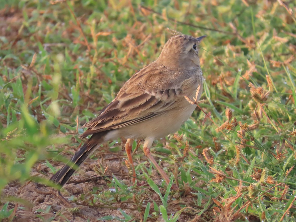 Bisbita Oriental - ML646586769