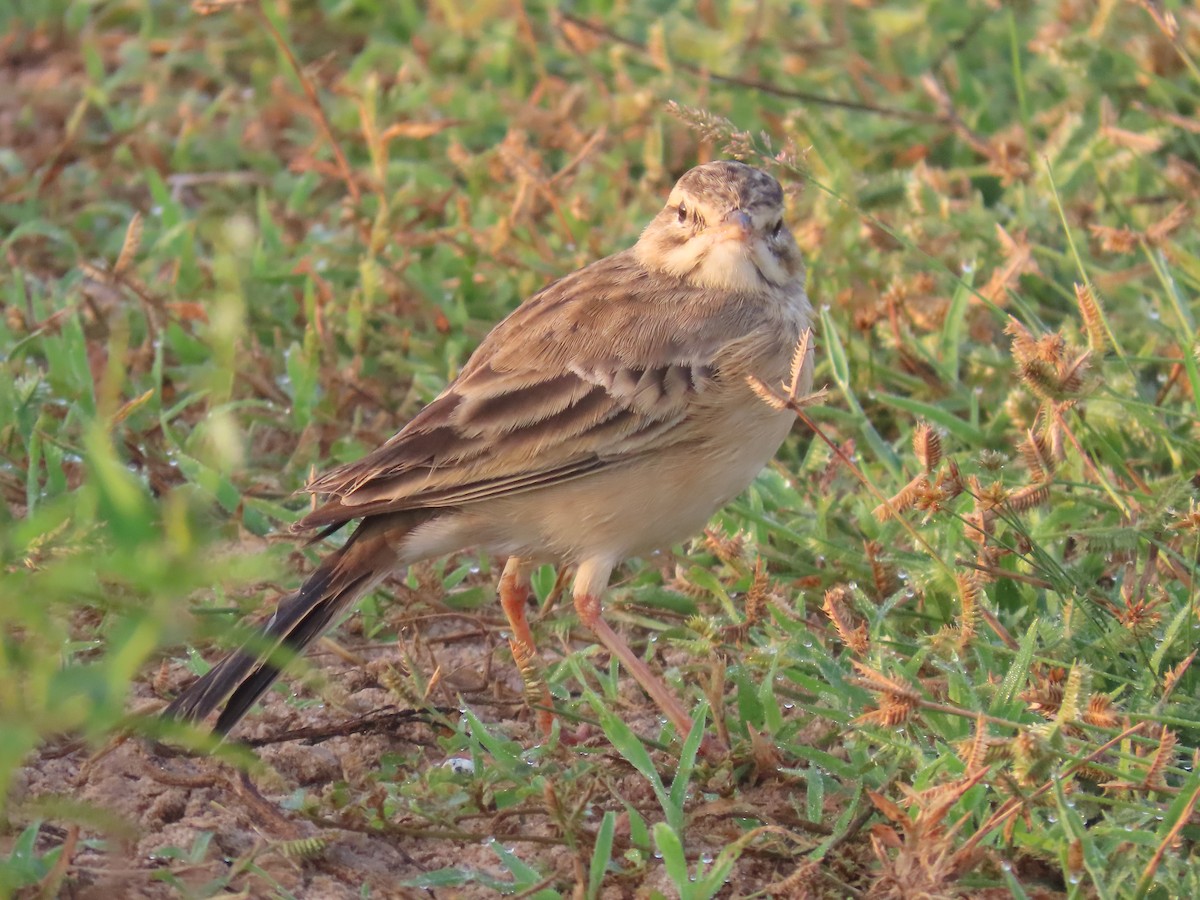 Bisbita Oriental - ML646586770