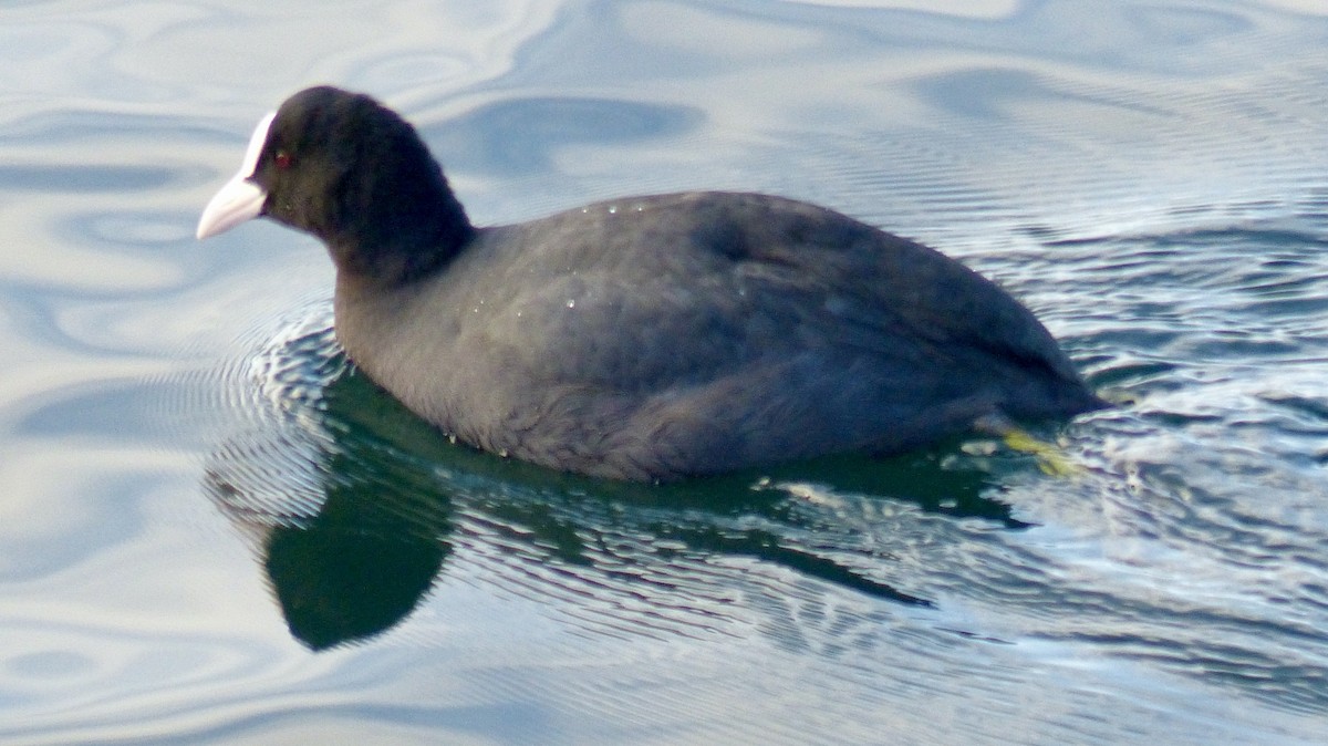 Eurasian Coot - ML646586771