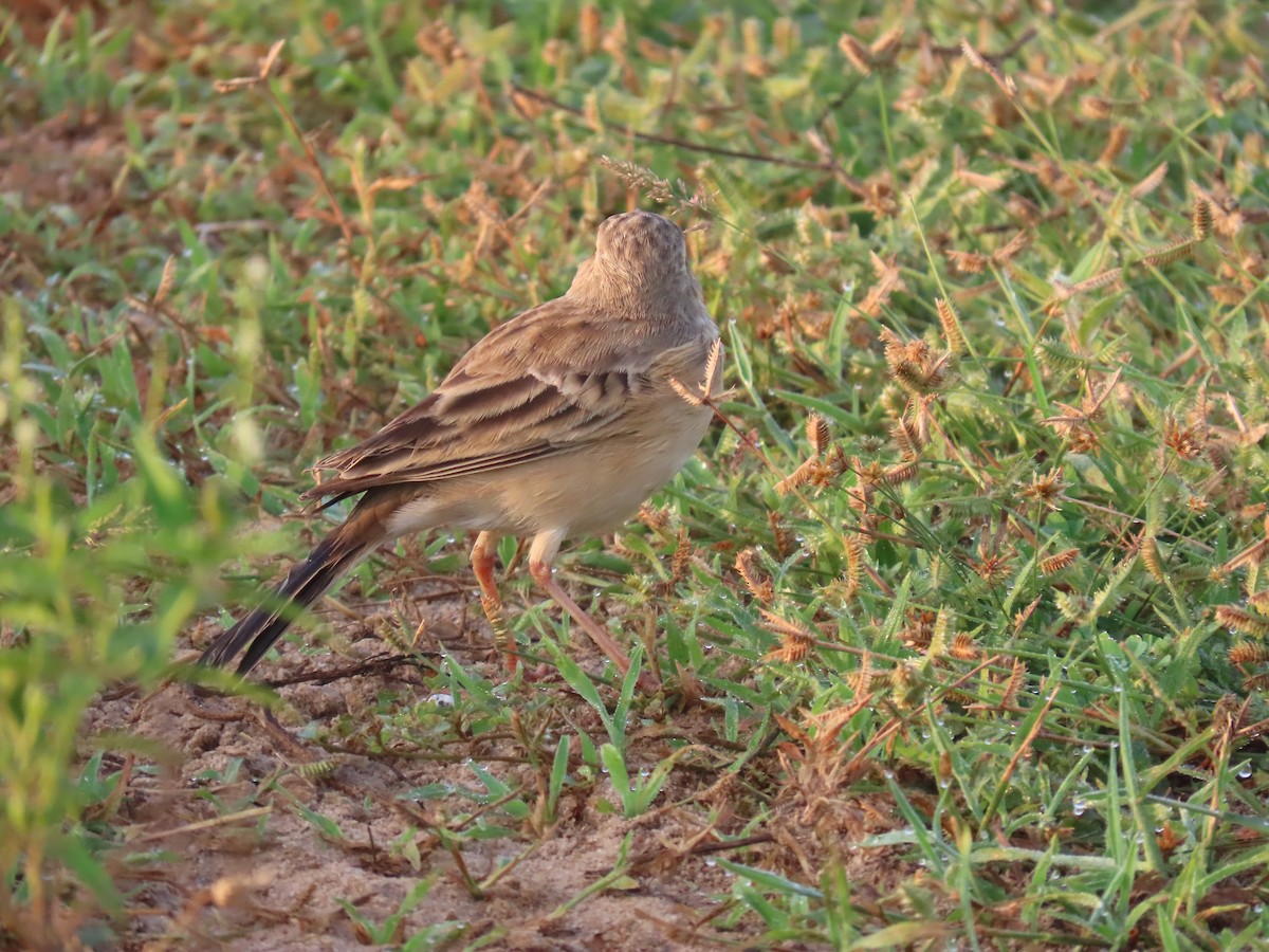 Bisbita Oriental - ML646586772