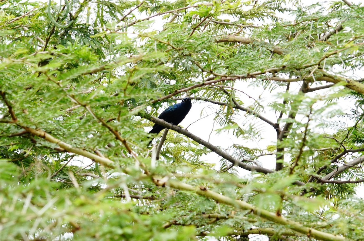 Black Cuckooshrike - ML646586773