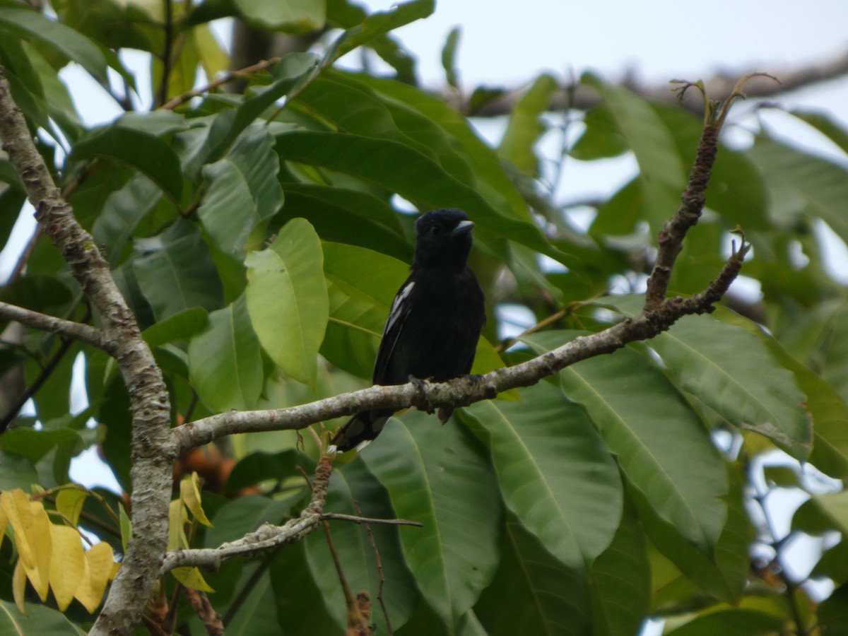 White-winged Becard - ML646586775