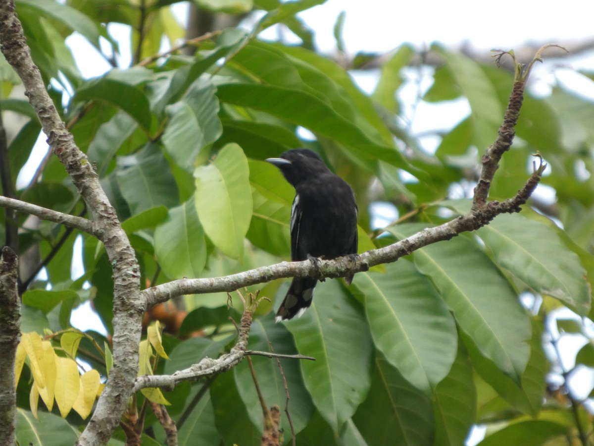 White-winged Becard - ML646586777
