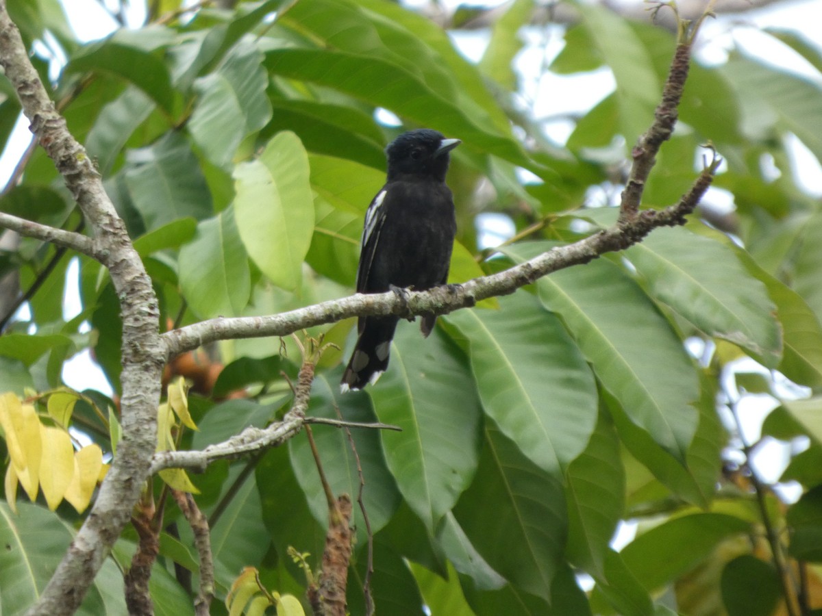 White-winged Becard - ML646586778