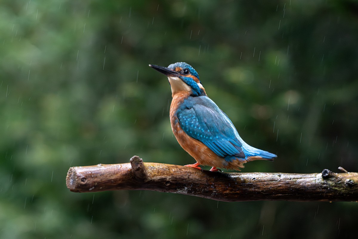 Martin arrantzalea - ML646586780