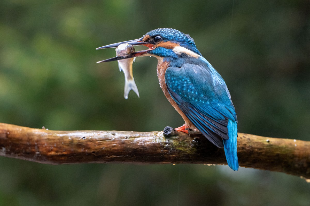 Martin arrantzalea - ML646586781