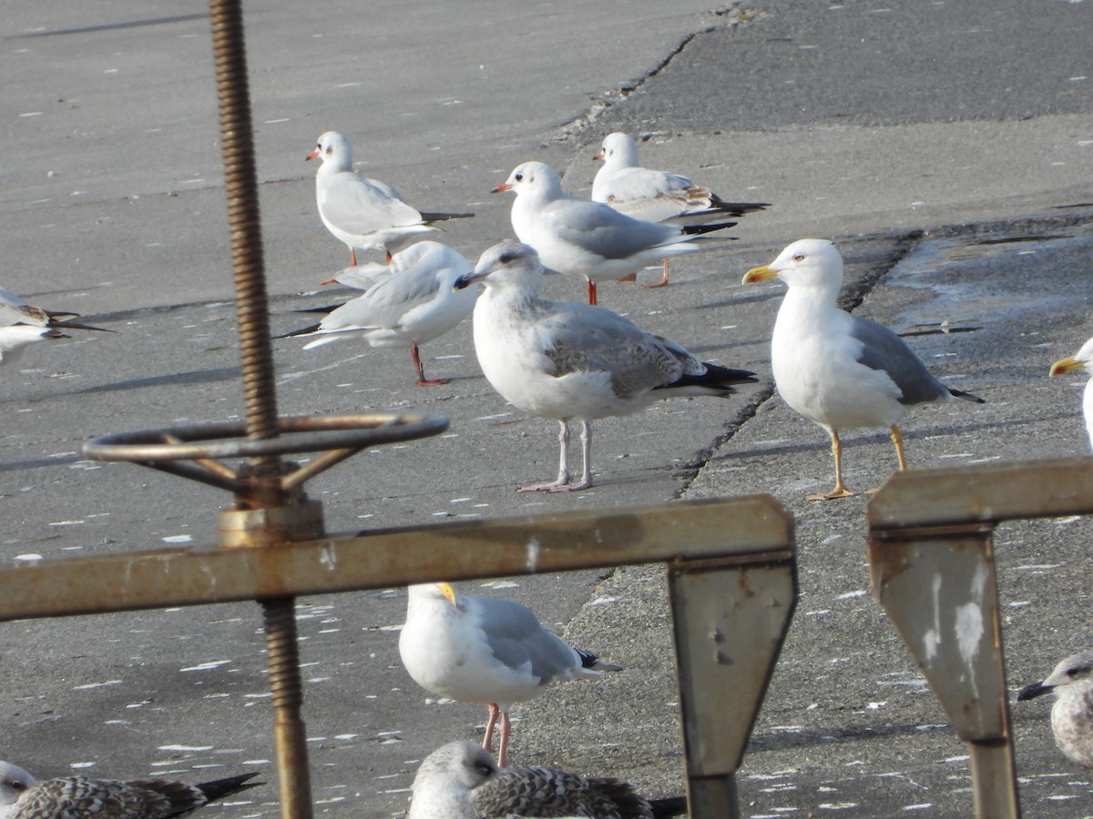 European Herring Gull - ML646586785