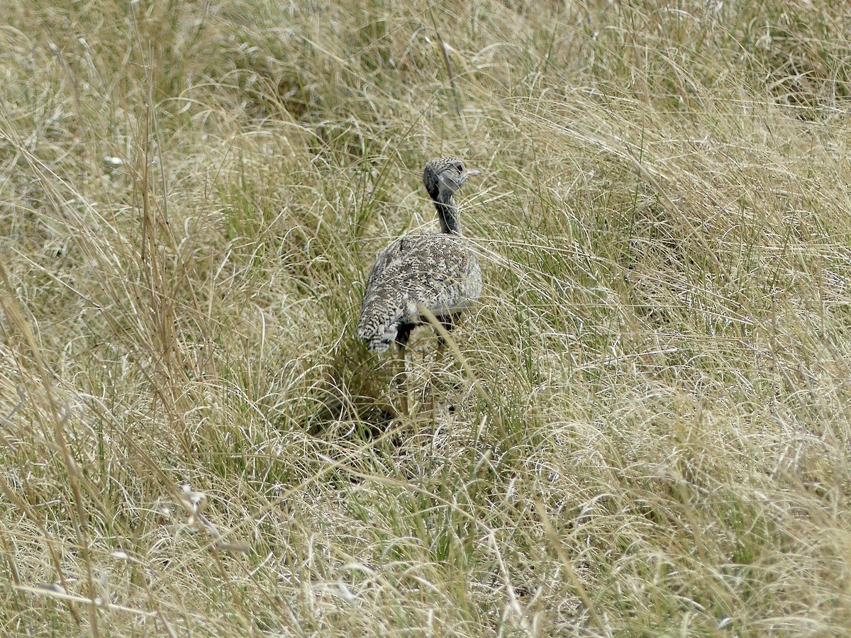 White-quilled Bustard - ML646586793