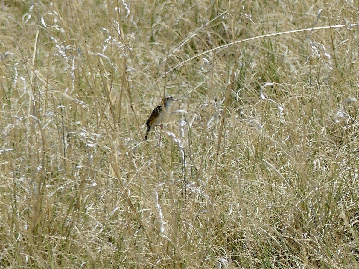 Desert Cisticola - ML646586794