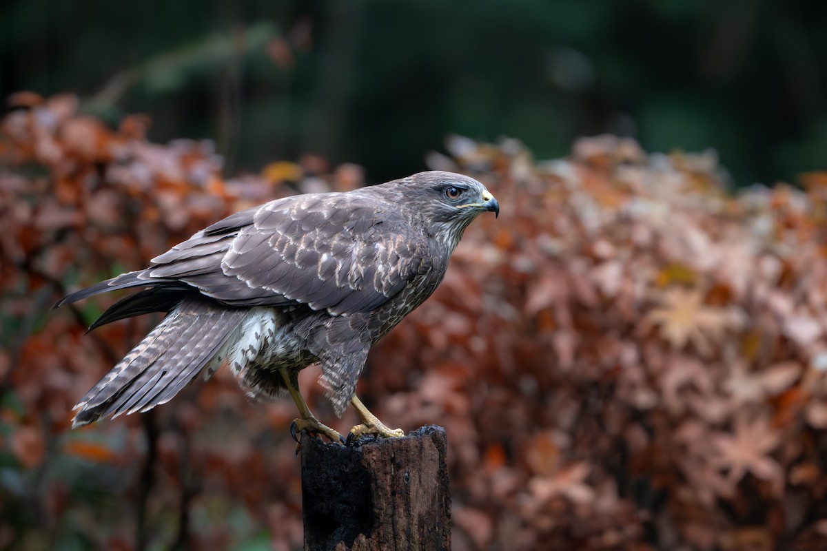 Buse variable - ML646586799