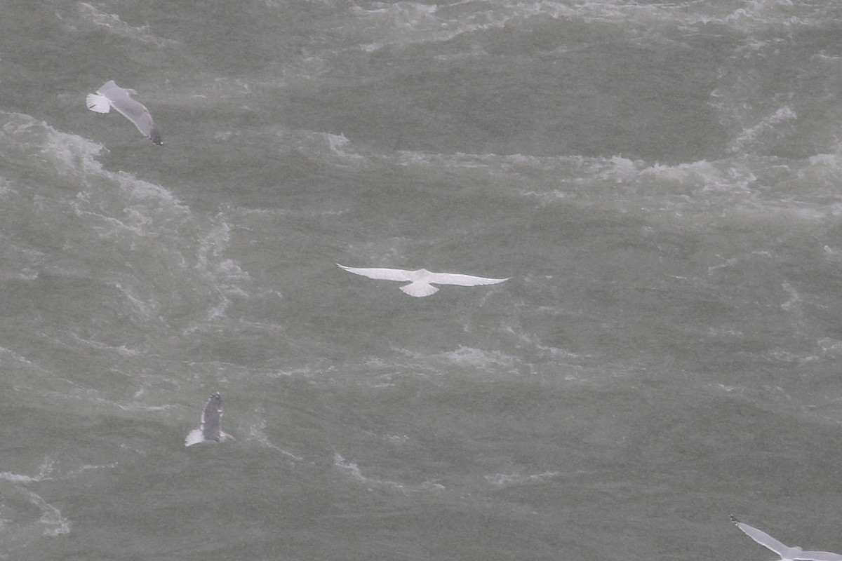 Gavión Hiperbóreo - ML646586801