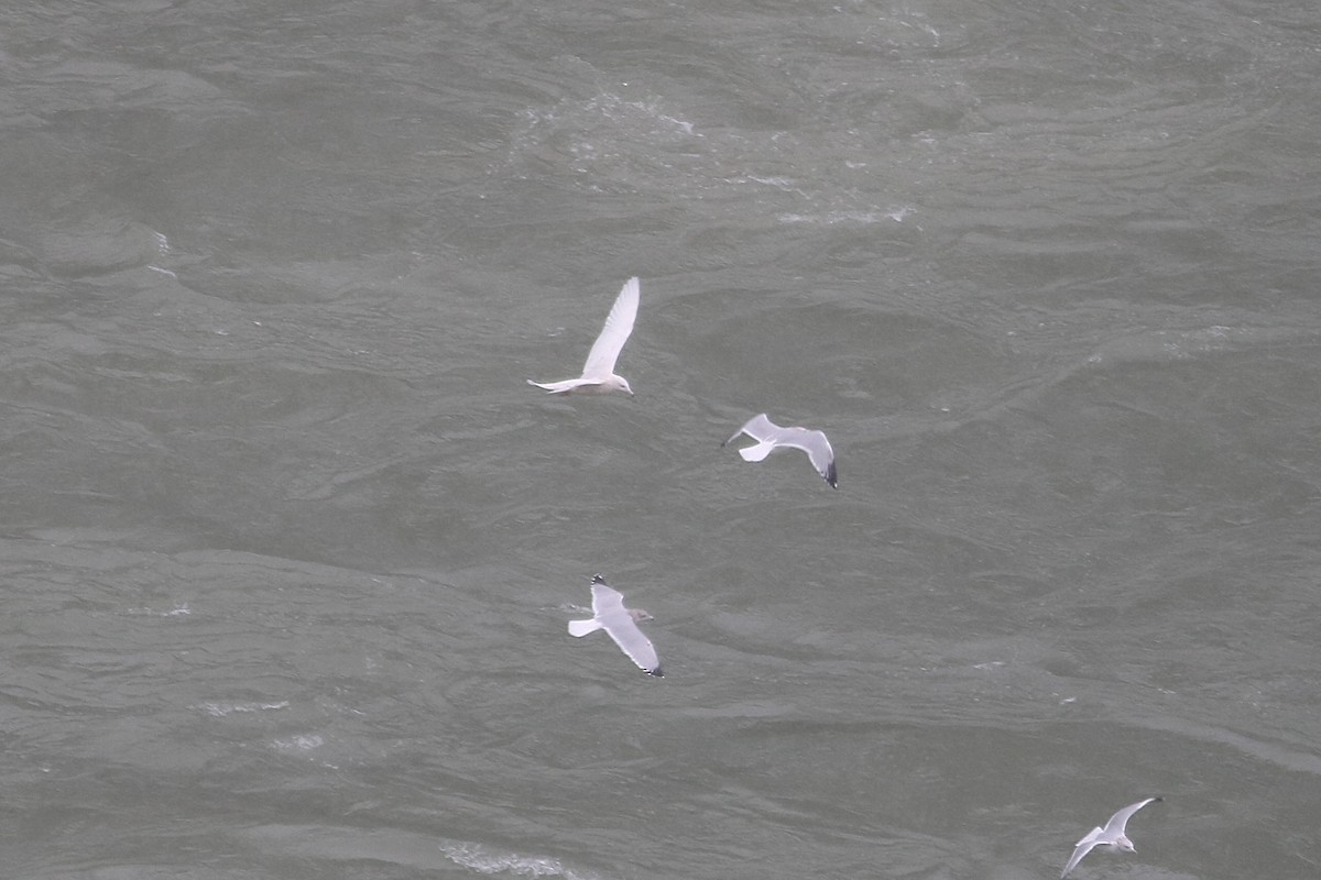 Gavión Hiperbóreo - ML646586802