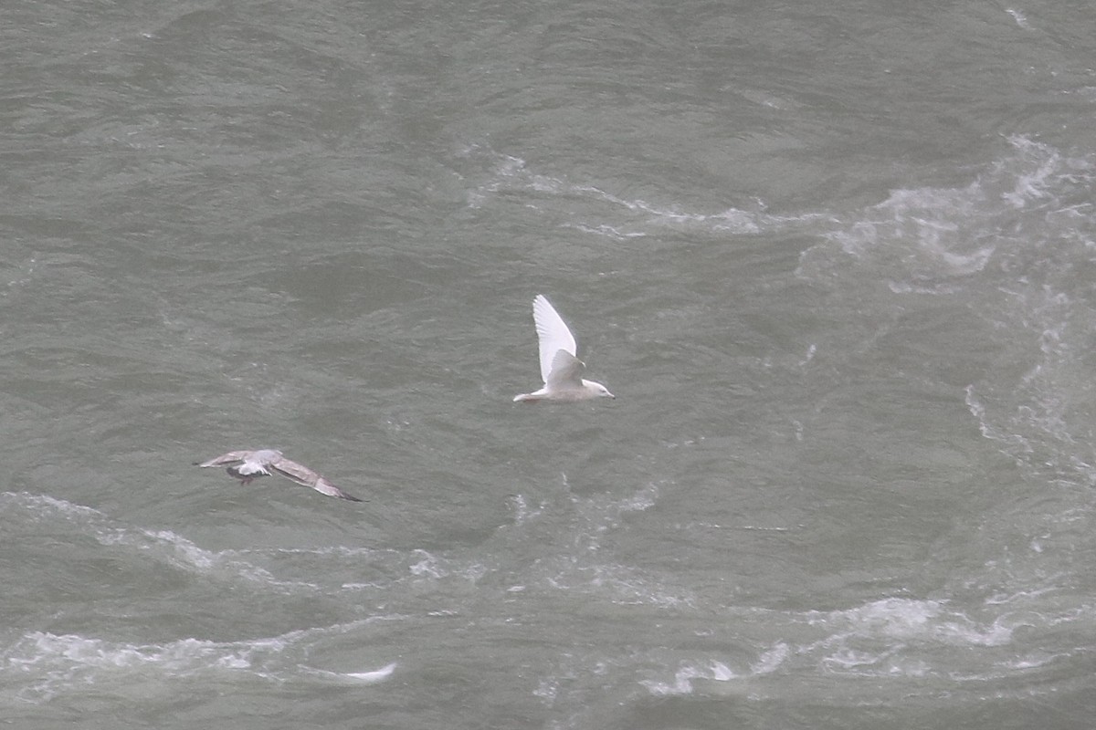 Gavión Hiperbóreo - ML646586803