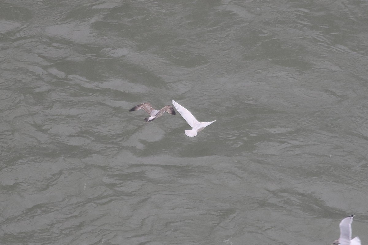 Gavión Hiperbóreo - ML646586804