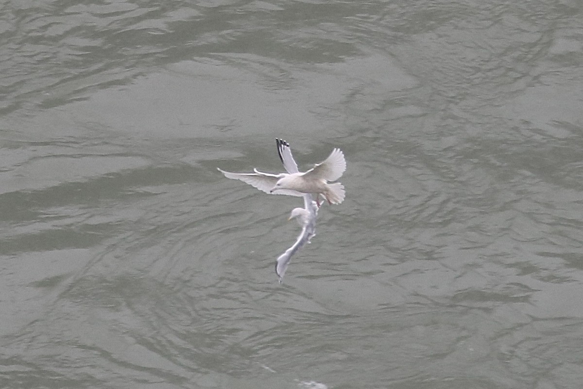 Gavión Hiperbóreo - ML646586805