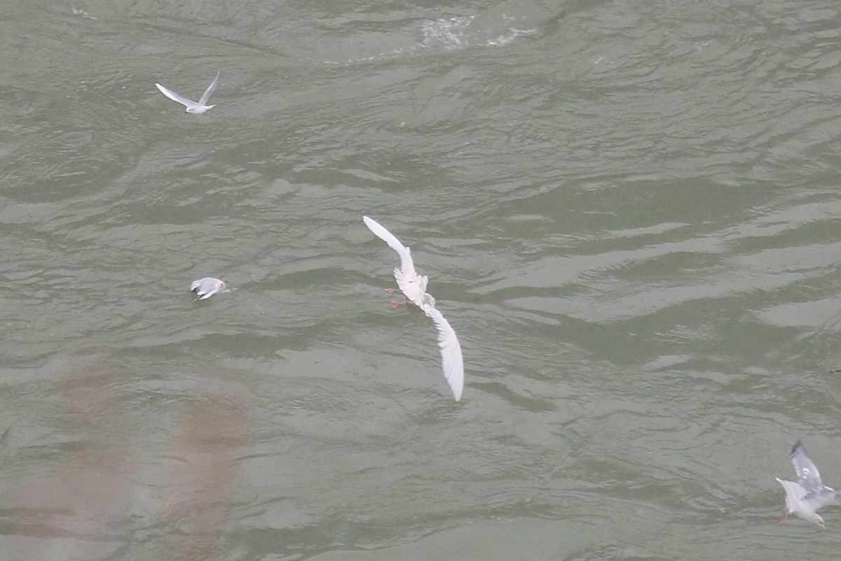 Gavión Hiperbóreo - ML646586806