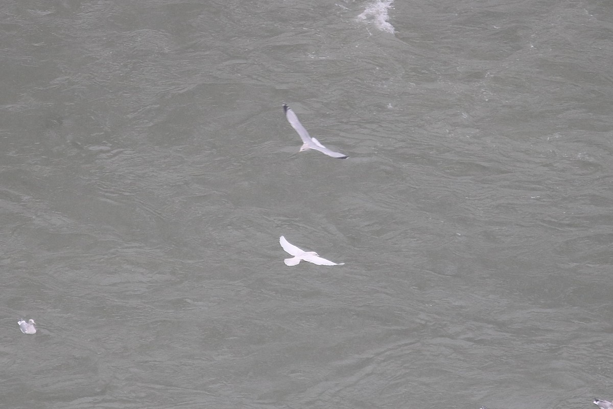 Gavión Hiperbóreo - ML646586807