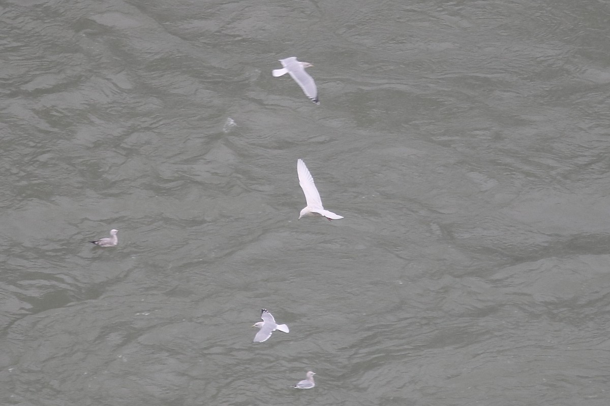 Gavión Hiperbóreo - ML646586808