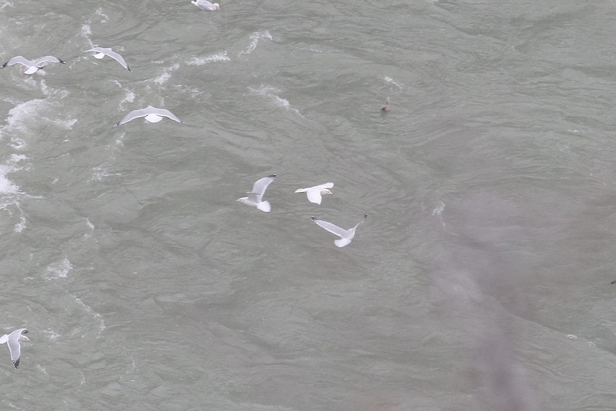 Gavión Hiperbóreo - ML646586809