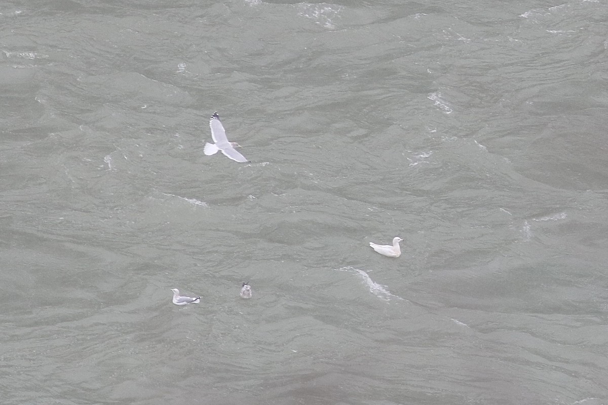 Gavión Hiperbóreo - ML646586810