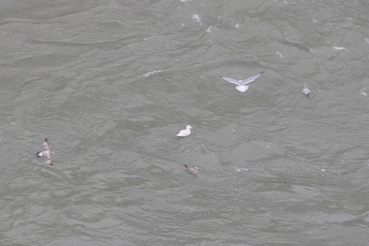 Gavión Hiperbóreo - ML646586811