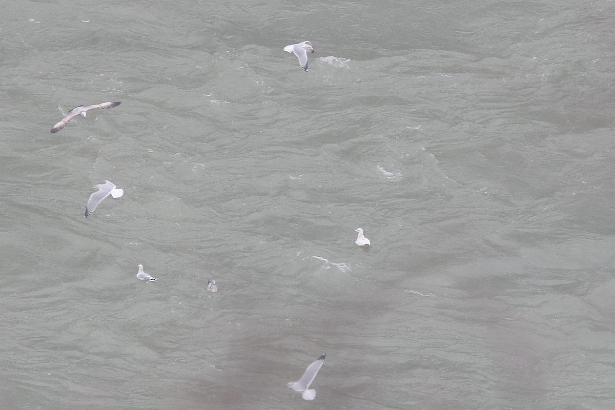 Gavión Hiperbóreo - ML646586812