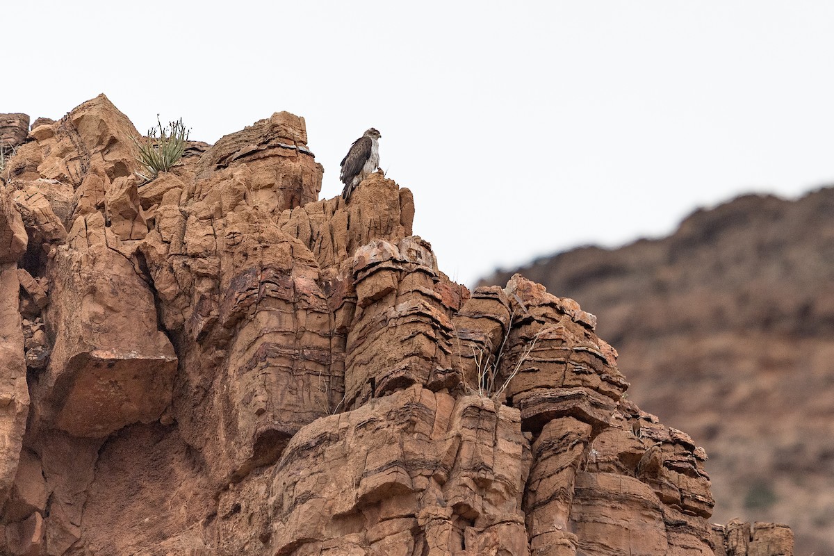 haukørn - ML646586814