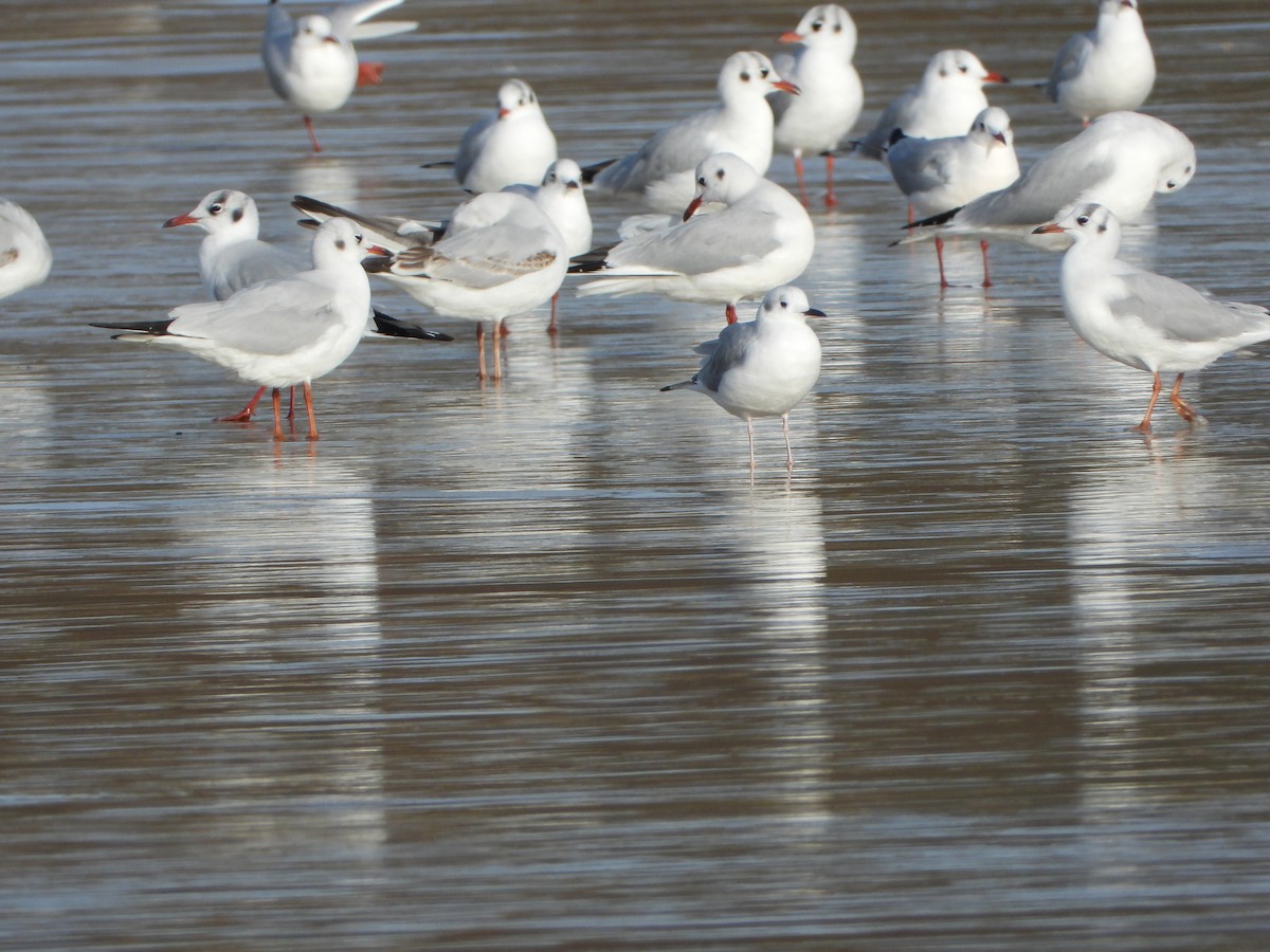 Bonaparte's Gull - ML646586815