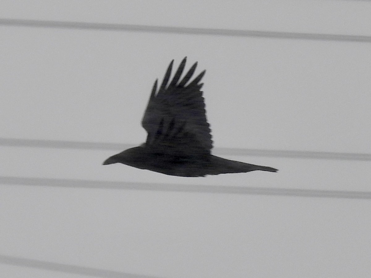 Common Raven - ML646586816