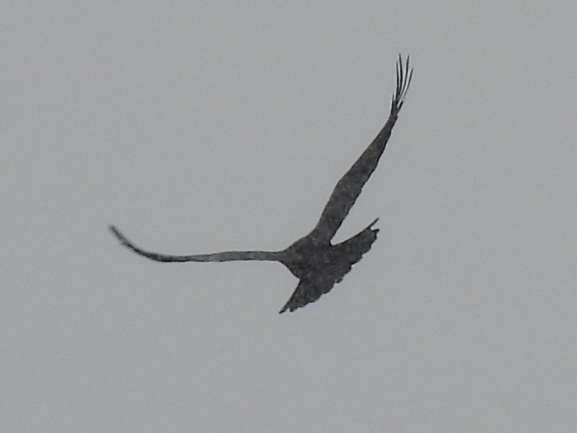 Common Raven - ML646586817