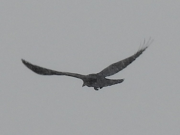 Common Raven - ML646586819