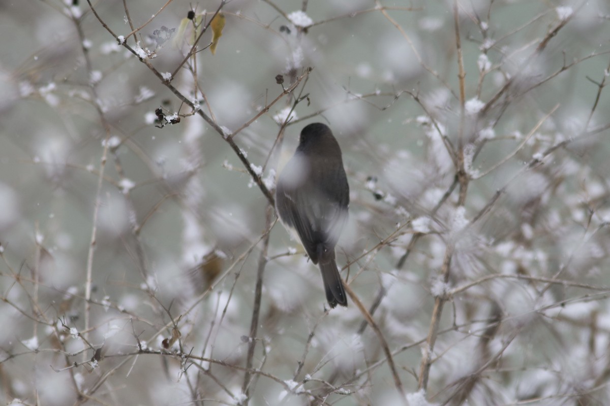 Dark-eyed Junco - ML646586820