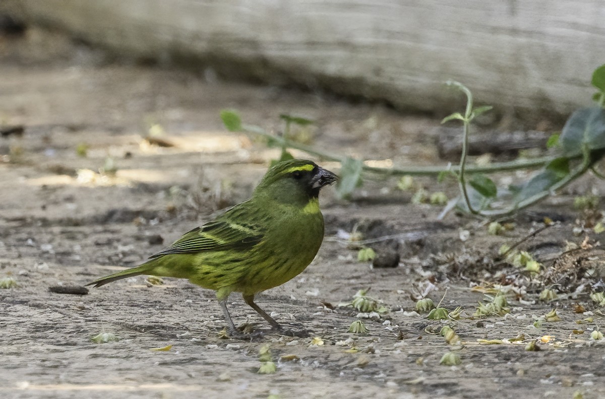 Forest Canary - ML646586823